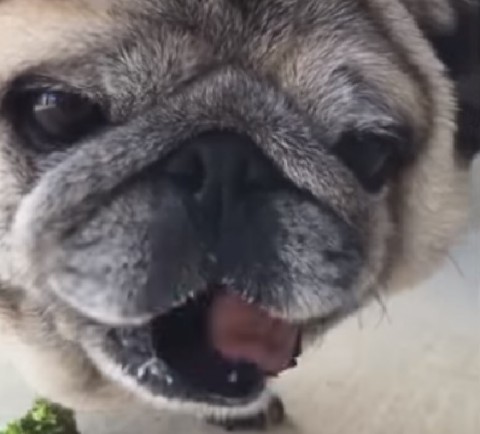 pug-eats-some-broccoli02