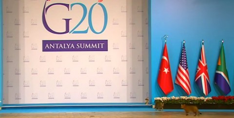 turkish-cats-on-g20-summit02