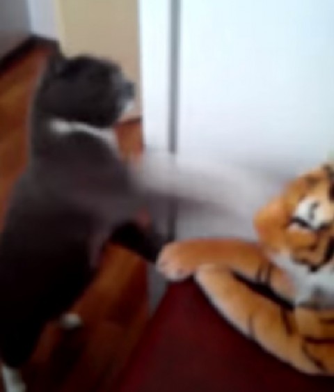 cat-really-hates-this-tiger02