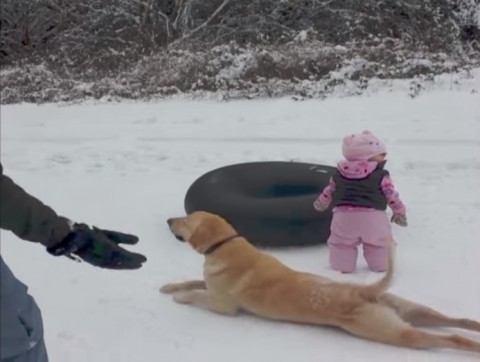 dog-slides-across-snow02