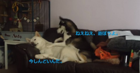 funny-huskies-playing02