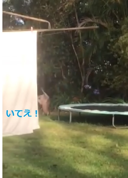 kangaroo-flips-on-trampoline02