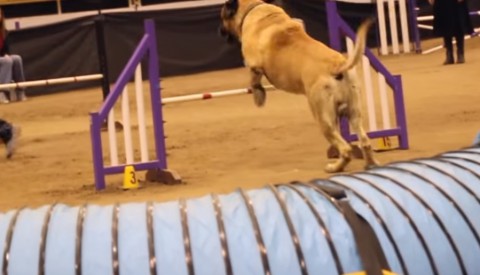 mastiff-competing-at-dog-agility01
