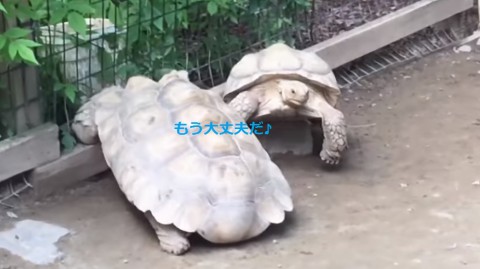 turtle-rescues-his-stranded-friend02