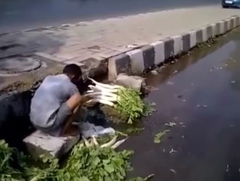 wash-vegetables-in-sewer-water02