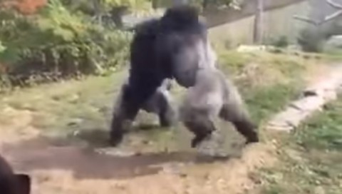 gorillas-boxing02