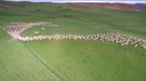 mesmerising-mass-sheep-herding03