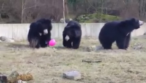 bears-playing-with-pink-balloon02