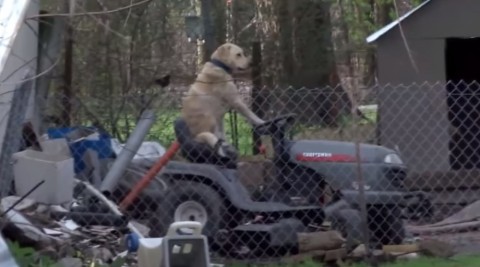 broadcast-interrupted-by-dog-on-lawnmower02