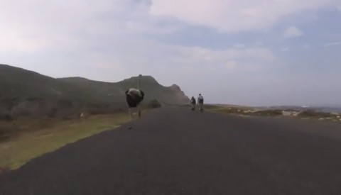 cyclists-chased-by-ostrich02