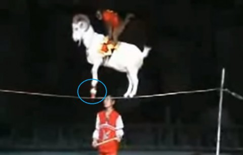 monkey-on-goat-on-cup-on-tightrope02