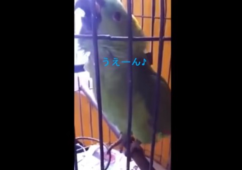 parrot-imitates-baby-crying02