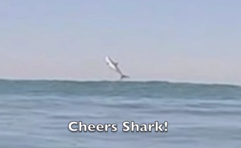 great-white-shark-breaching-shot01