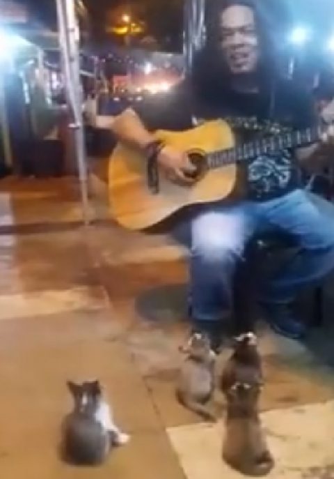 kittens-listening-to-the-busker-cute02