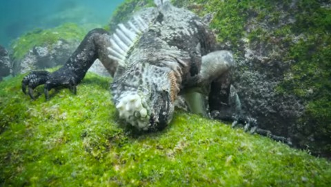 marine-iguanasg02