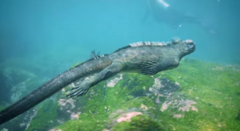 marine-iguanasg03
