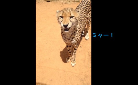 meowing-cheetah02