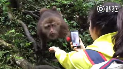 monkey-snatch-the-smartphone02