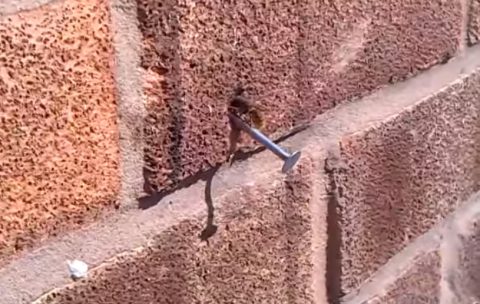 bionic-bee-pulls-nail-out-of-a-wall02