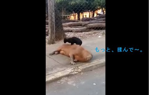 cat-massage-capybara02