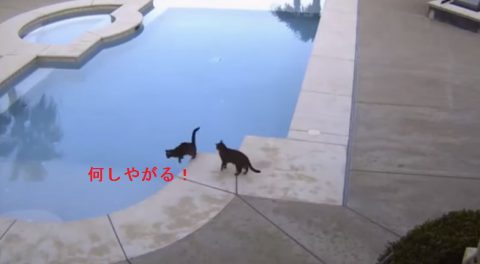 cat-pushes-brother-into-pool02