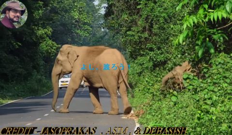 elephant-chasing-cycle-rider02