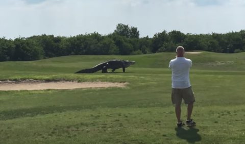 giant-gator-walks-across-golf-course02