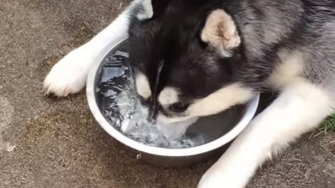 husky-blows-water-bubbles01