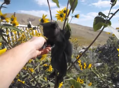 kitten-stuck-in-a-sunflower02