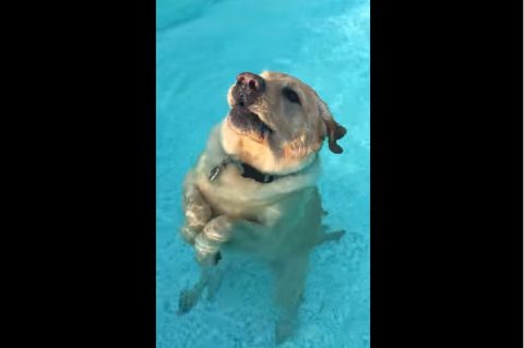 my-dog-standing-and-walking-in-the-pool02