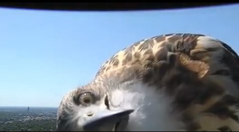 curious-hawk-checks-out-weather-cam02