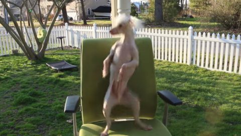 hairless-dancing-dog-nathan02