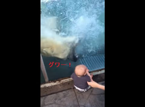 polar-bear-attack-attempt-on-baby02