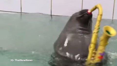 funny-seal-playing-sax02