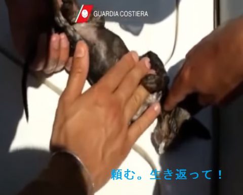 italian-coast-guard-retrieves-a-kitten02
