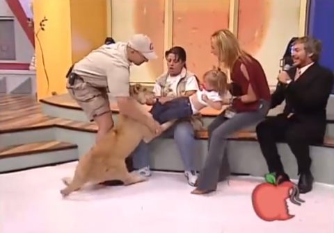 lion-attacks-toddler-on-mexican-tv-show02
