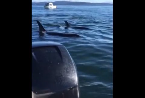 orcas-hunting-seal-jumps-in-boat03