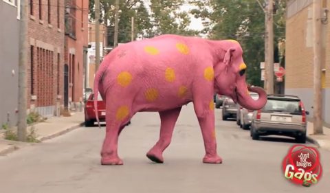 pink-elephant-prank02
