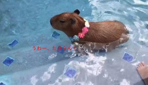 sweetie-the-capy-relaxing-in-the-pool02