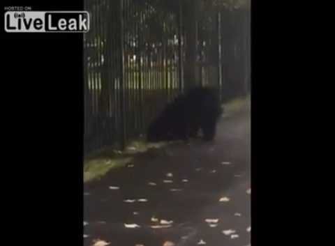 bear-being-chased-by-police03