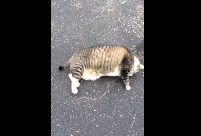 ダイエット必須 太りすぎて寝返りが打てない超おデブなネコが面白可愛い 動画 Viva Wマガジン