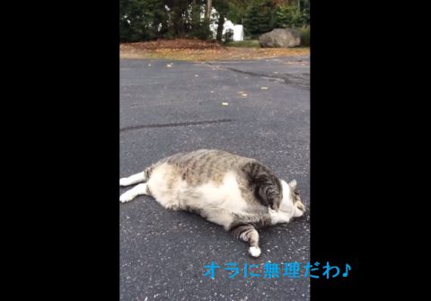 fat-cat-attempts-to-roll-over02