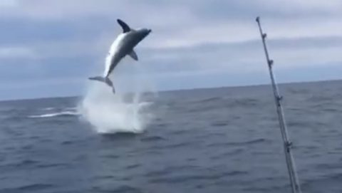 hooked-shark-jumps-through-the-air02