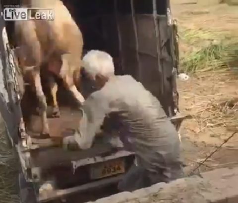 indian-man-is-kicked-in-cow02