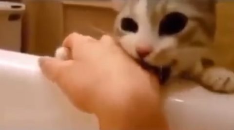cat-tries-saving-his-human-from-drowning02