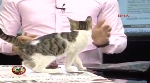 enjoy-live-broadcast-of-stray-cats02
