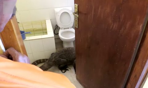 komodo-dragon-in-bathroom01