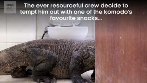 komodo-dragon-in-bathroom3