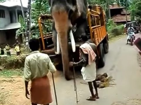 elephant-dismount-from-lorry02