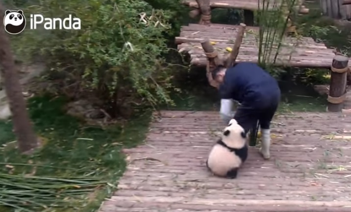 もふもふパンダ 飼育員にベタベタまとわりつく赤ちゃんパンダが可愛いのなんの 動画 Viva Wマガジン